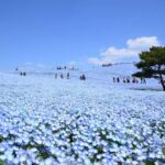 <span class="title">添乗員同行【埼玉県内発】 国営ひたち海浜公園 ゆらゆら碧の海・530万本のネモフィラ＆カラフルお花畑 茨城食材たっぷり♬シェフてづくり春の彩りビュッフェ　日帰り　2026年4月15日(水) 〜2026年4月28日(火)</span>