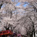 <span class="title">【東京都内発】 圧巻の桜のトンネル！赤城南面千本桜 ノスタルジックな伊香保温泉石段街でぶらり食べ歩き よみうり伊香保温泉キャンペーン開催！伊香保温泉まつり　日帰り  2026年4月1日(水) 〜4月30日(木)</span>