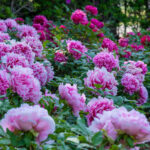 <span class="title">【千葉県内※銚子・茂原発着ルートを除く発】 茨城県助成金適用！世界最大級のピオニーガーデン「つくば牡丹園」＆「土浦魚市場食堂」まぐろ食べ放題＆日本初の本格ワイン醸造所「牛久シャトー」　日帰り 4月20日・5月1日</span>