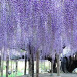 <span class="title">【神奈川県内・町田発】 幻想的な世界一の藤 『あしかがフラワーパーク』 深紅の女王！新登場『ロイヤルクイーン』いちご狩り園内食べ放題　日帰り 4月21・25日、5月1日</span>